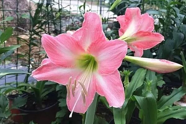 朱顶红适合什么样的花盆