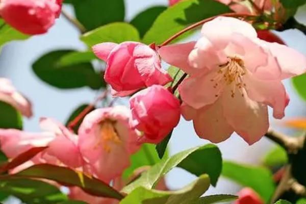 海棠花的开放时间，主要集中在4-5月份