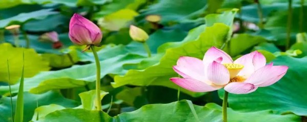 荷花生长过程是怎么样的
