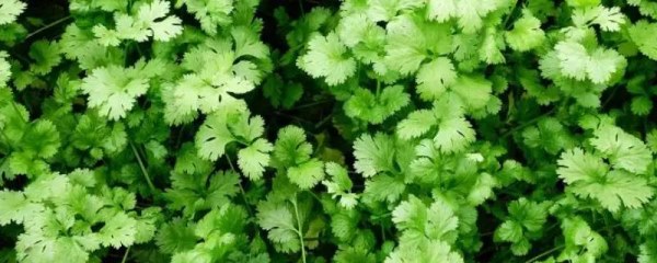 背阴地方适合种什么蔬菜