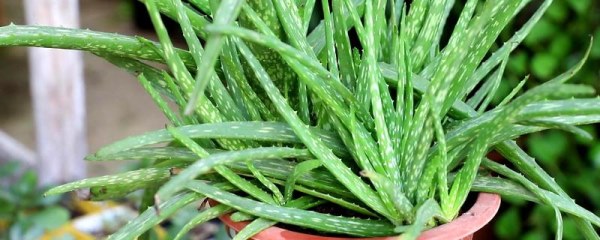 盆栽芦荟的养殖方法，选择疏松和排水良好的沙质土种植