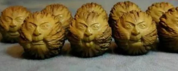 猴头是什么植物的种子