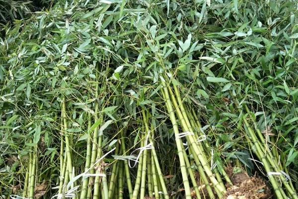 竹子什么季节种植最好