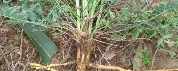 防风怎么种，种植结束和细节把控