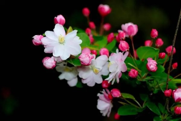 海棠花排名，国内海棠花品种有哪些
