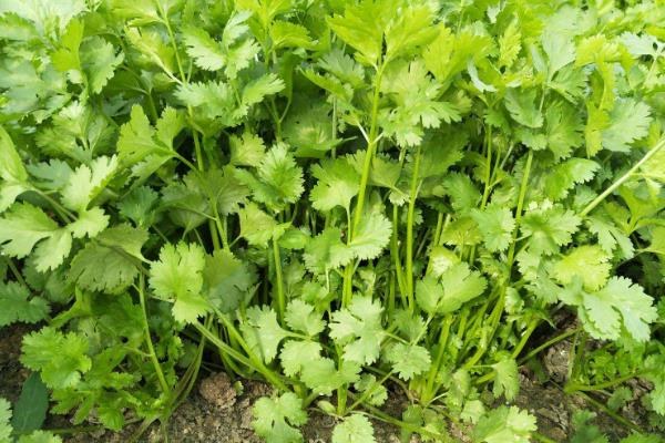 背阴地方适合种什么蔬菜