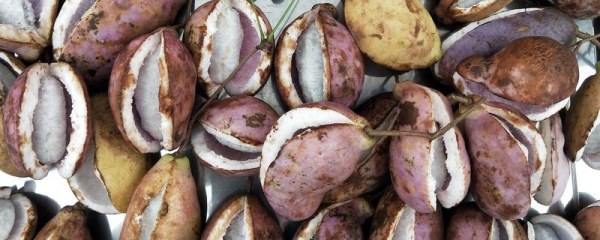 怎么采摘八月瓜，竹竿敲打果实再用塑料袋接住