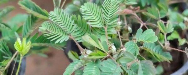 含羞草开花寓意什么