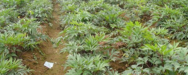 当归种植几年可以收获