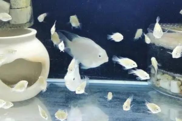 养殖迷你鹦鹉鱼的技巧，要保持生活环境的稳定