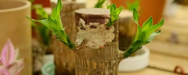 巴西木的寓意和象征
