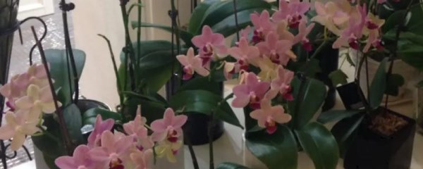 送蝴蝶兰的含义，代表我爱你、蕙质兰心、深厚友谊等意思