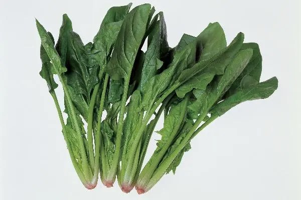 菠菜怎么移栽，步骤详解