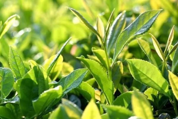 茶叶怎么催芽，可在春季开沟亩施40-60公斤茶叶专用肥