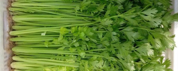 芹菜种植的时间，如何提高产量
