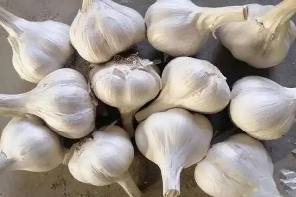 大蒜哪个品种好吃，那个更好种植