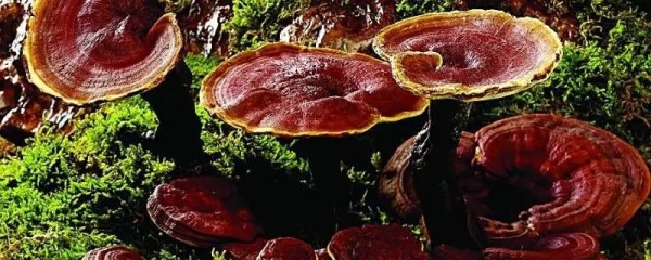 灵芝种植技术，如何实现高产种植