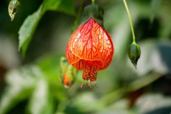 灯笼花立秋的养护方法，种植时应选择日照充足的地方
