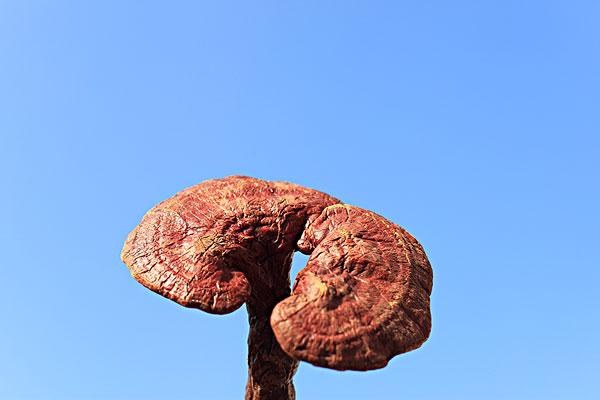 灵芝不能和什么一起吃？吃灵芝有什么禁忌