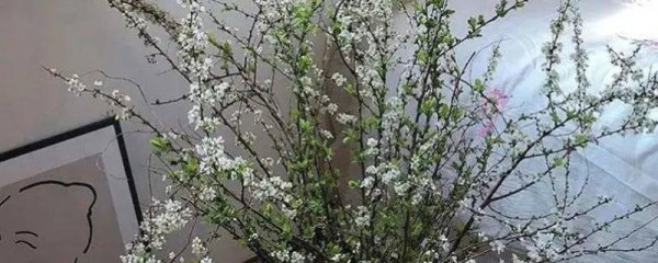 雪柳干枝开过花就报废了吗