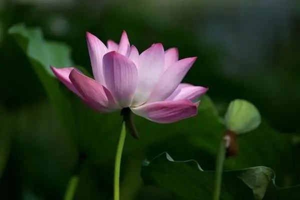 荷花几月栽种最合适，什么时间采摘