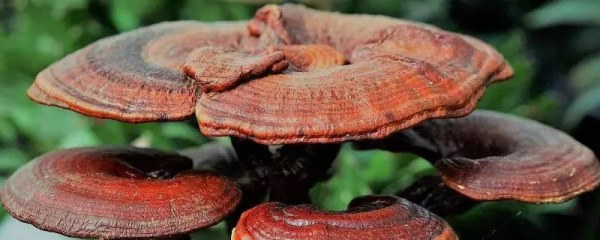 灵芝不能和什么一起吃？吃灵芝有什么禁忌
