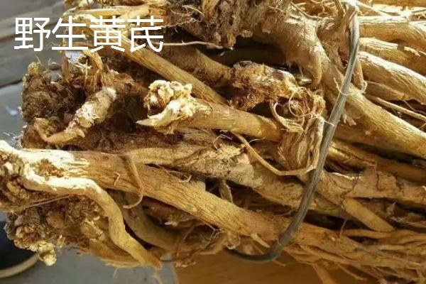 黄芪种植和管理方法