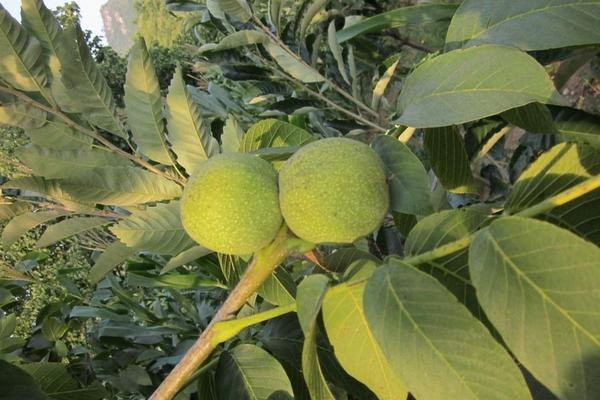 核桃树什么时候种植最合适，适宜种植时间是在每年3月中旬至4月中旬