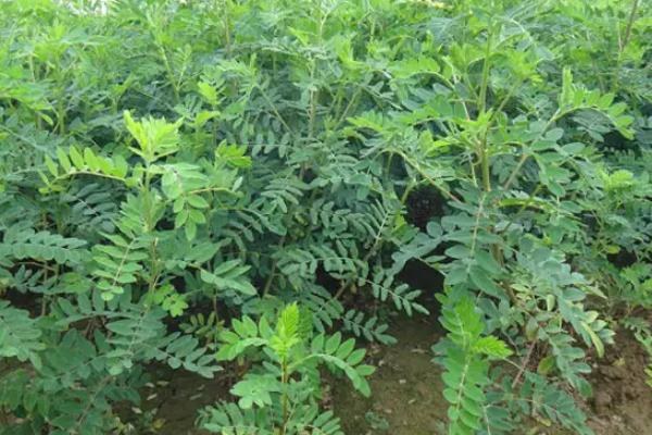 黄芪种植和管理方法