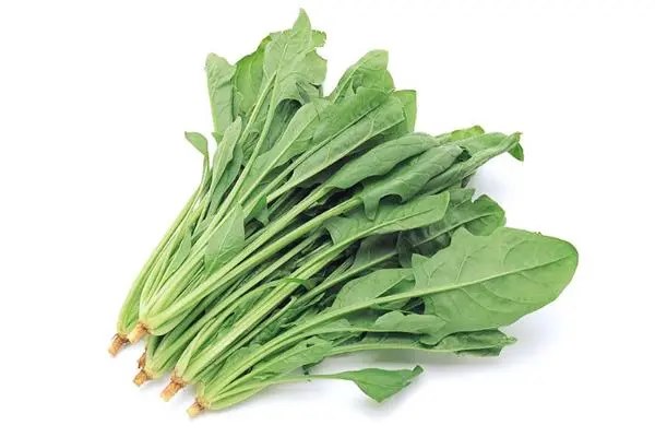 菠菜怎么移栽，步骤详解