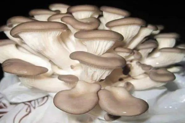 蘑菇的种植，如何打造高产优质的蘑菇园