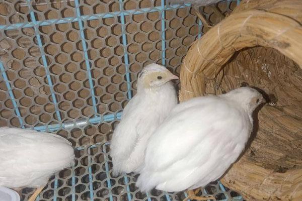 新手养芦丁鸡方法，芦丁鸡怎么养不怕人