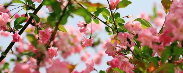 海棠花的寓意和象征风水