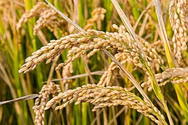 大棚黄瓜、水稻、菠菜高效种植模式简介