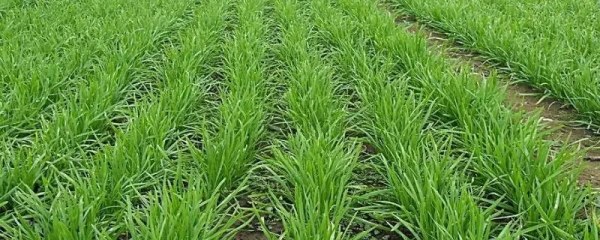 关于韭菜的种法，种植技巧和注意事项