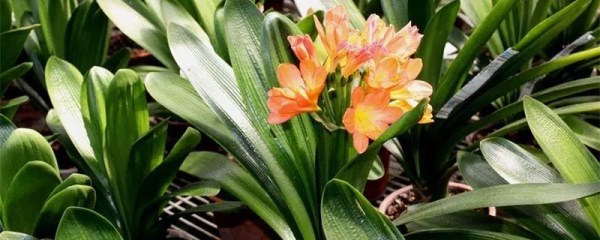 君子兰16片叶子需要多深的花盆，合适的花盆深度