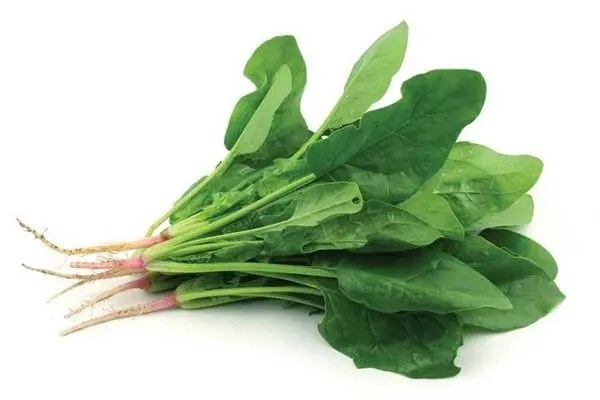 菠菜怎么移栽，步骤详解