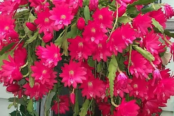 令箭荷花怎么养才开花