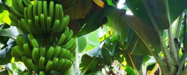 香蕉几月份成熟期