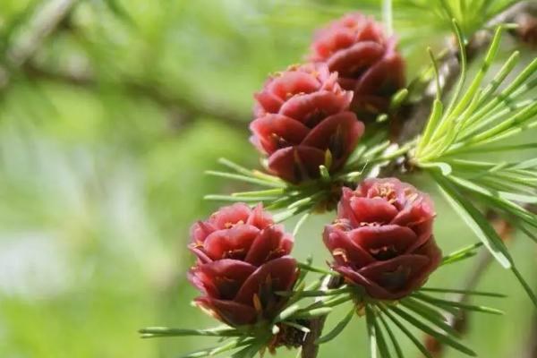 裸子植物有花和果实吗