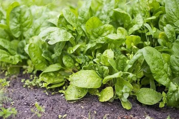 大棚黄瓜、水稻、菠菜高效种植模式简介