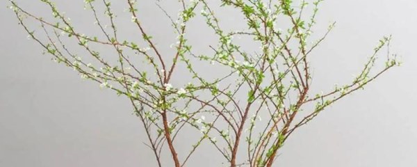 干枝雪柳水培能活多久