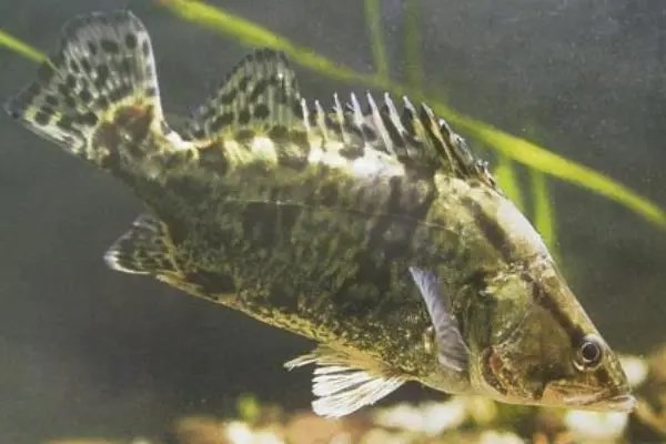 一亩鳜鱼养殖成本是多少，鳜鱼苗要如何辨别质量好坏