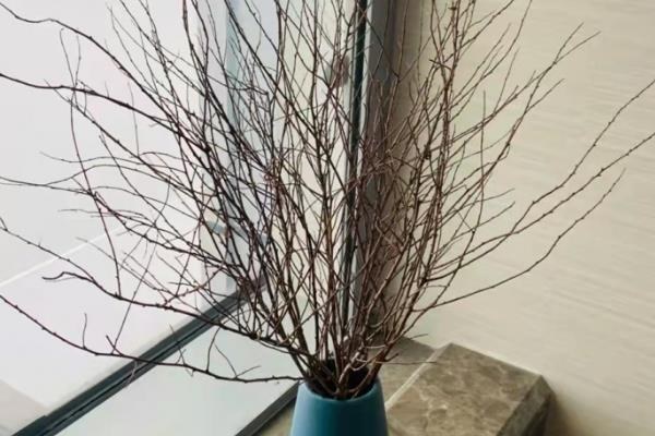 雪柳水培能养多久