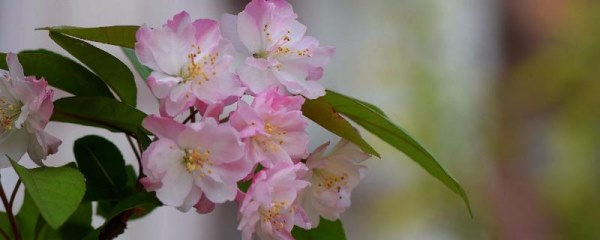 海棠花的花语，游子思乡、离愁别绪均为它的花语
