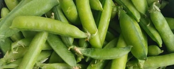 豆荚传播种子的方法，有效传播植物种子