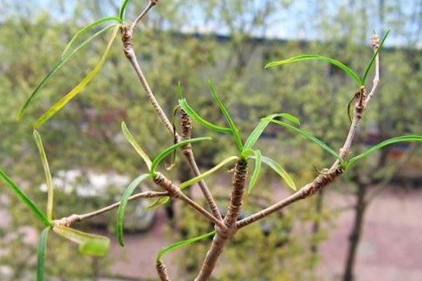 柳叶麒麟的养殖方法，需要使用富含有机质的土壤