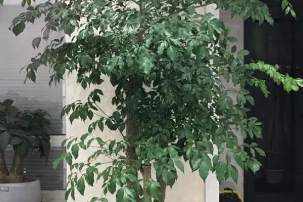 幸福树怎么养长的好