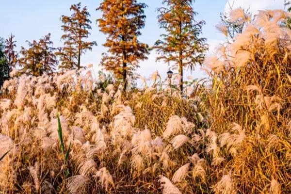 芦苇难防除的原因，其根系发达繁殖能力强