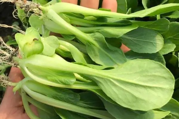 何时种鸡毛菜，种植时间